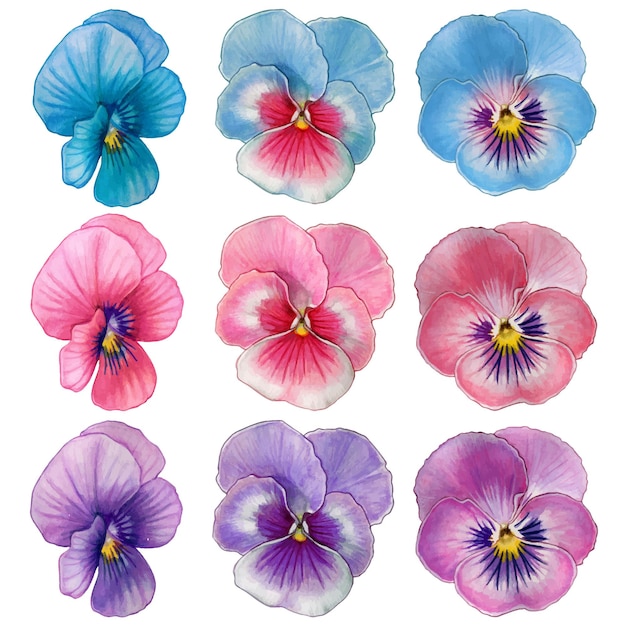 watercolor colorful set of pansy flowers