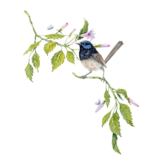 Vector watercolor composition with a fairy wren bird on green branch hand painted element isolated