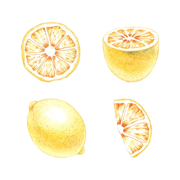 Watercolor composition with handdrawn lemons 1