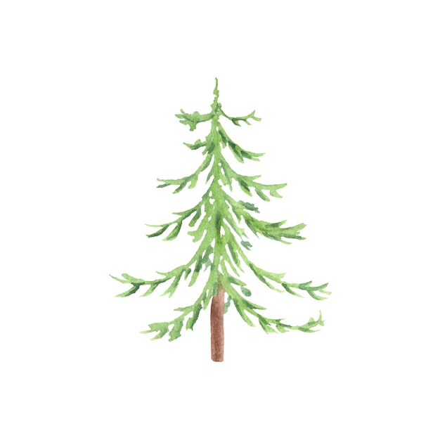 Watercolor conifer tree. Hand drawn illustration of evergreen for new year design.