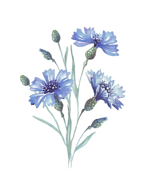 Watercolor cornflowers