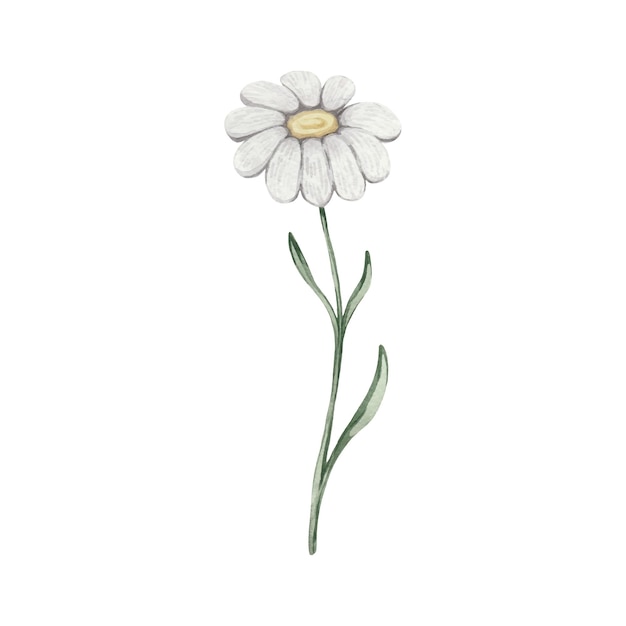 watercolor cute daisy with leaves