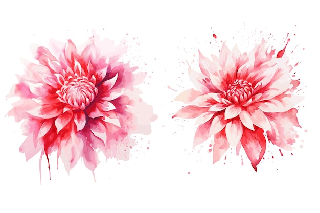 Watercolor dahlia flowers Vector