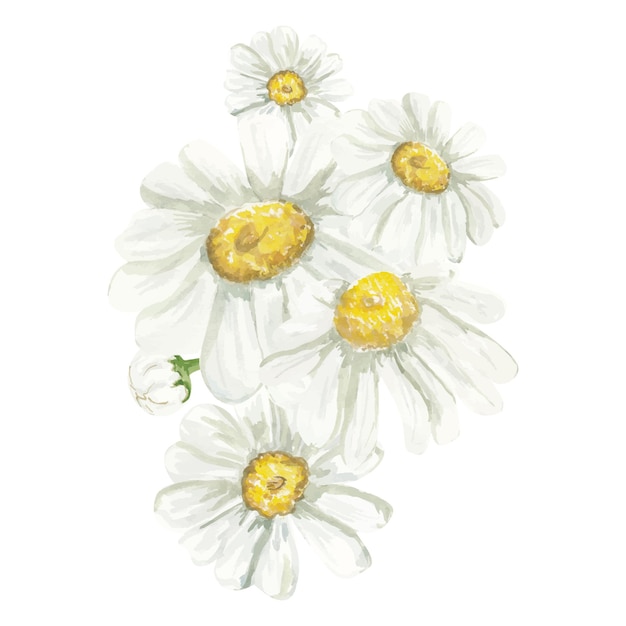 Watercolor daisy bouquet chamomile illustration