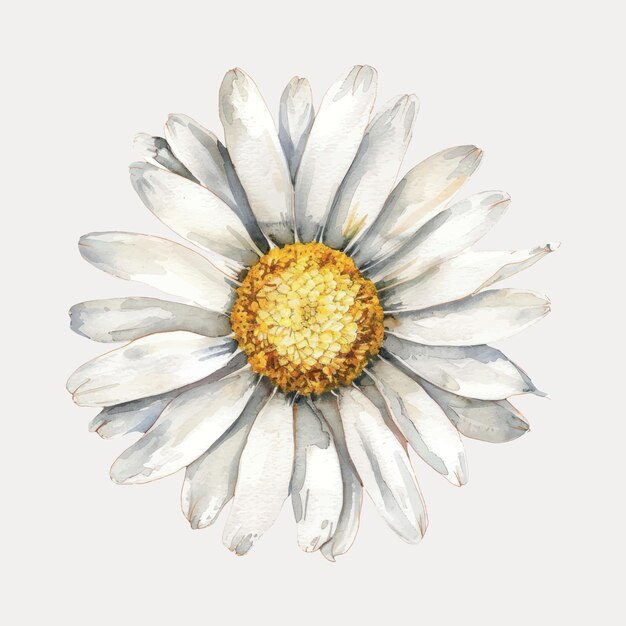 Vector watercolor daisy flower illustration