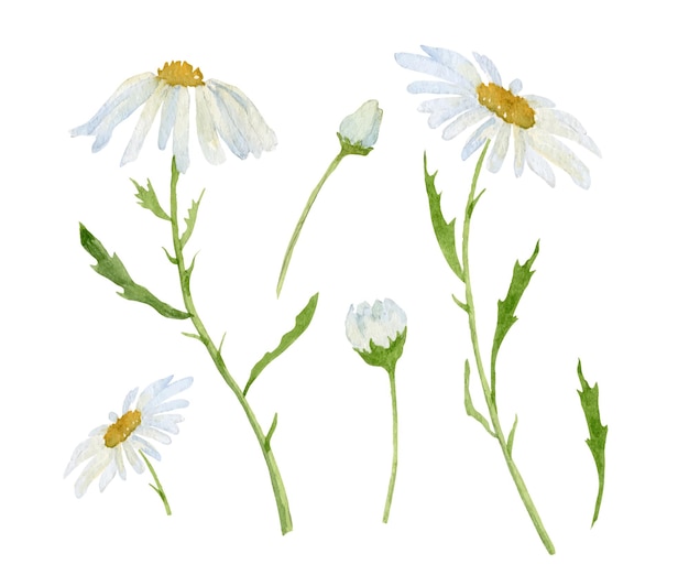 Watercolor Daisy Hand drawn vector illustration of Chamomile Set of white blossom Flowers