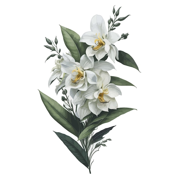 Watercolor dendrobium flower a simple vector