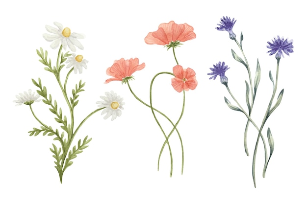 watercolor different wildflowers