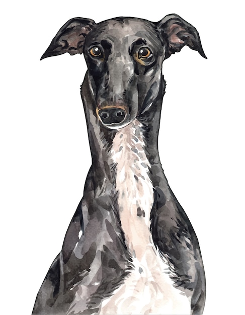 Watercolor Dog Greyhound Portrait Hand Painted