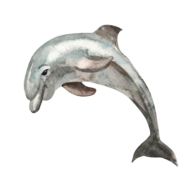 Watercolor dolphin illustration for kids