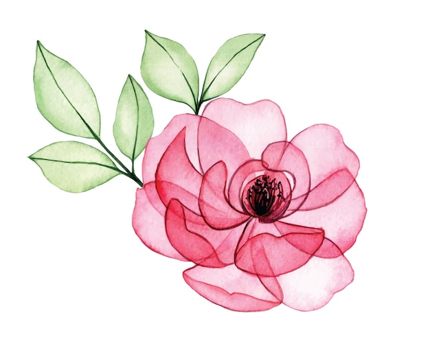 watercolor drawing. bouquet, composition of transparent flowers and rose leaves. pink rose x-ray