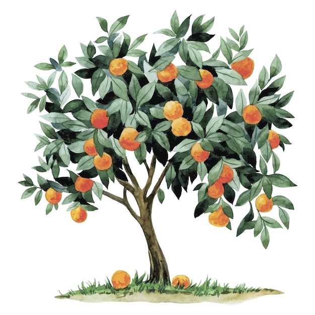 Vector watercolor drawing orange tangerine tree clip art