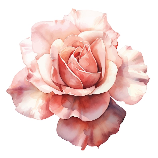 watercolor drawing pink rose on a white background delicate flower realistic illustration