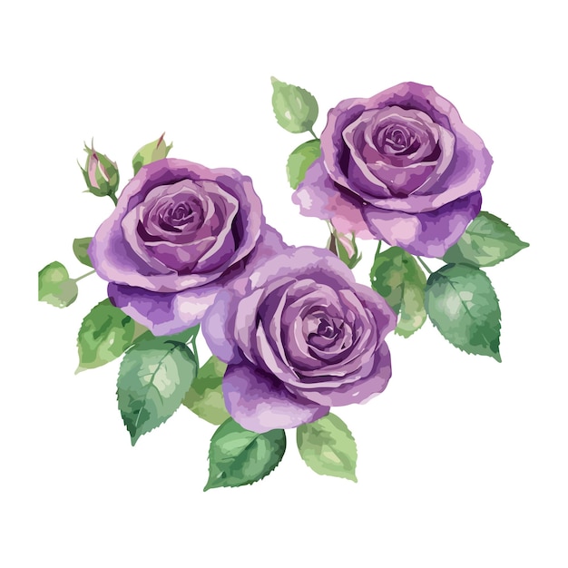 a watercolor drawing of purple roses with green leaves