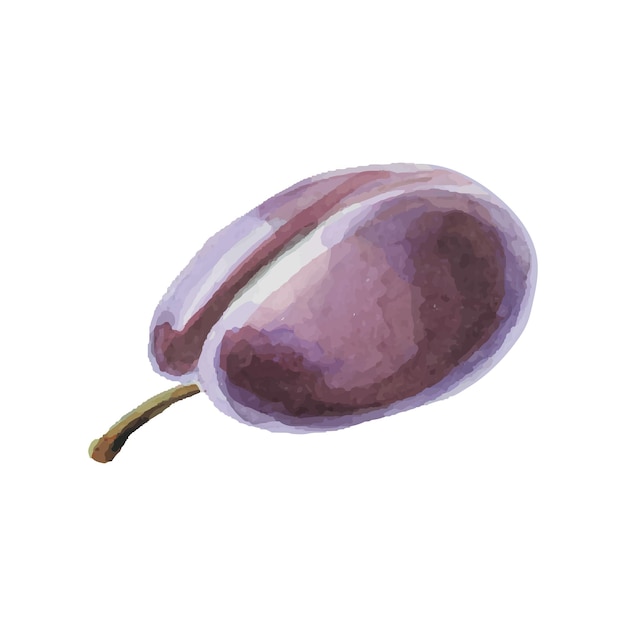 Watercolor drawing of ripe plum isolated on a white background