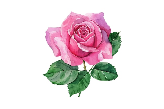 a watercolor drawing of a rose with leaves and a green leaf