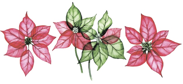 watercolor drawing set of Christmas plant poinsettia transparent flowers xray