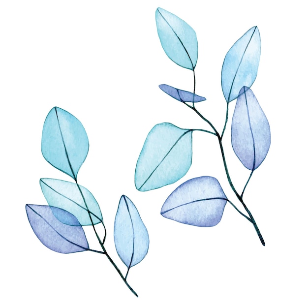 watercolor drawing. set of eucalyptus leaves transparent flowers. delicate drawing abstract