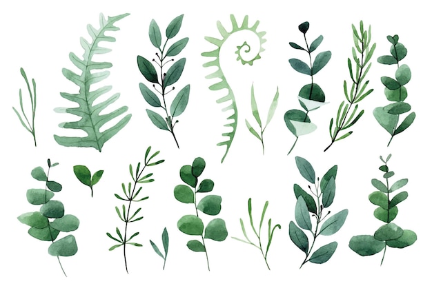 watercolor drawing set of forest leaves and herbs green leaves fern eucalyptus lavender rosemary