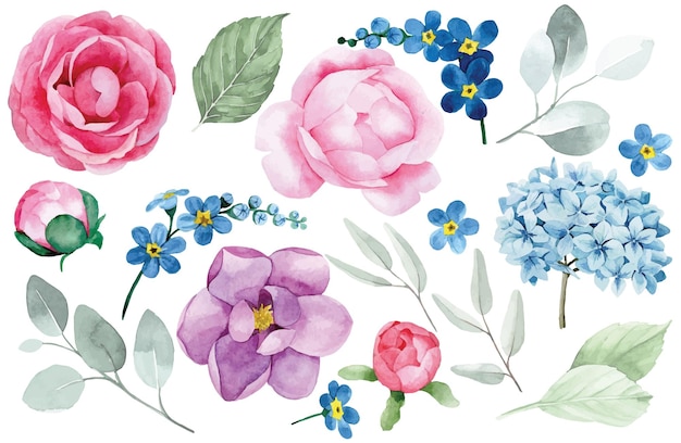 watercolor drawing, set of peony flowers hydrangeas, forget-me-nots, magnolias, roses and eucalyptus