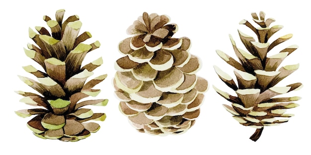 watercolor drawing set with pine cones decoration for new year christmas