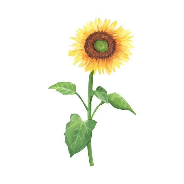 Watercolor drawing of sunflower with leaves isolated on white background