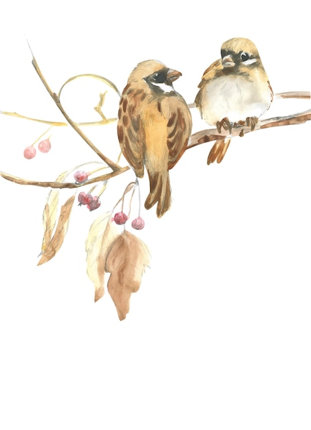 Vector watercolor drawing of two wintering birds sparrows on a branch