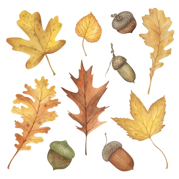 Watercolor dry autumn leaves and acorns Fall herbarium illustra