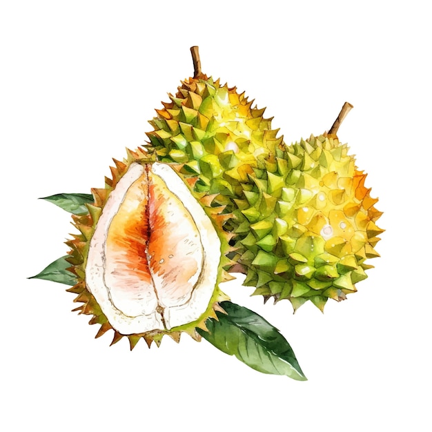 Watercolor Durian Fruit Illustration Handdrawn fresh food design element isolated on a white background