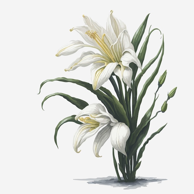 Watercolor easter lily a simple vector