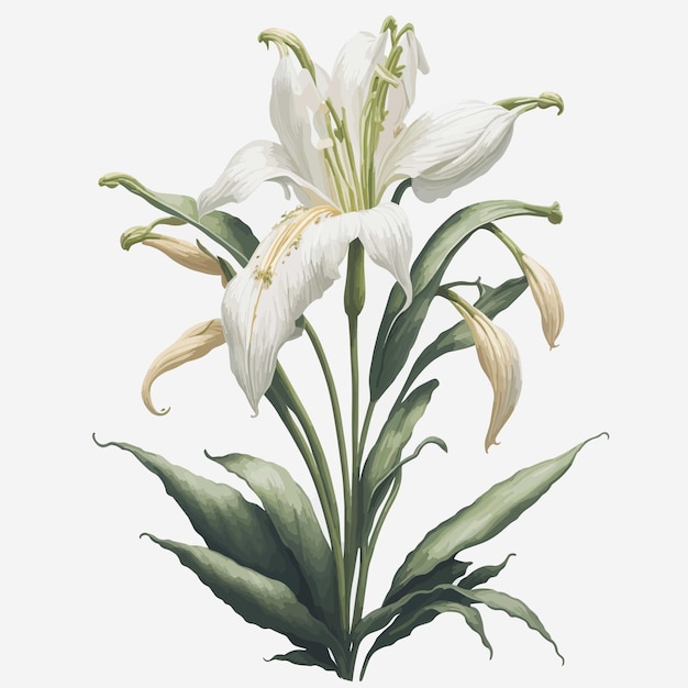 Watercolor easter lily a simple vector