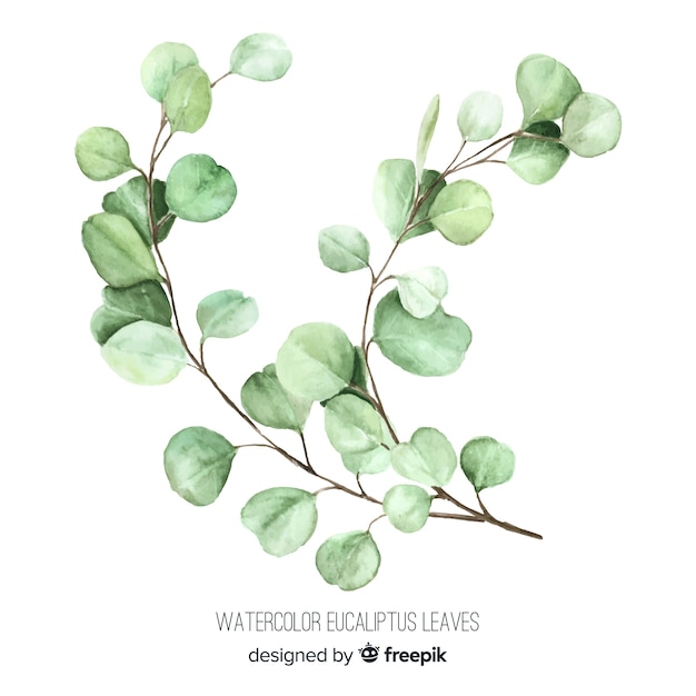 Watercolor eucalyptus branch