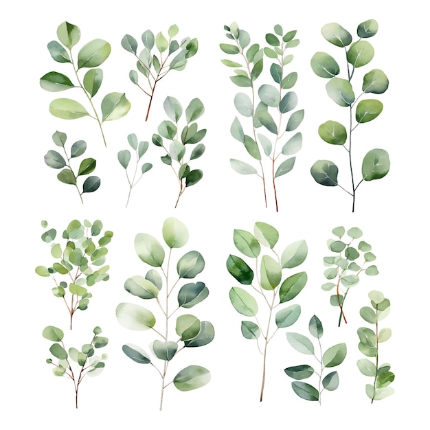 Watercolor Eucalyptus clipart Eucalyptus leaves Eucalyptus branches Wedding greenery clip art