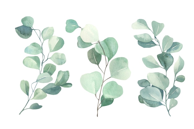 Watercolor eucalyptus collection.