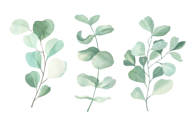 Watercolor eucalyptus collection.