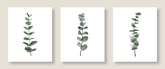 Vector watercolor eucalyptus leaves collection illustration