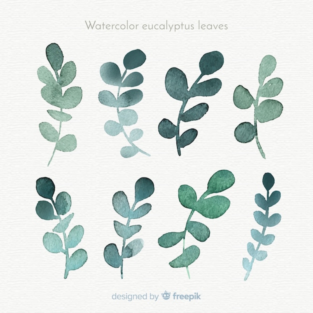 Watercolor eucalyptus leaves collection