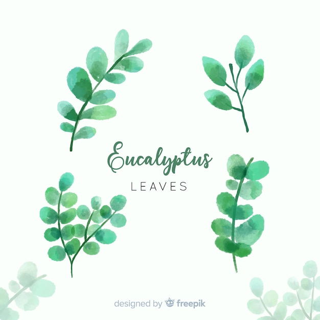 Watercolor eucalyptus leaves set