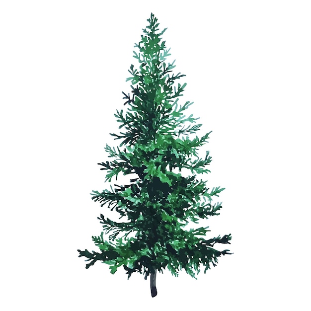 Watercolor evergreen Christmas tree hand drawn illustration