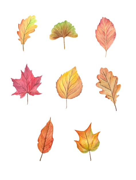 Watercolor Fall Leaves