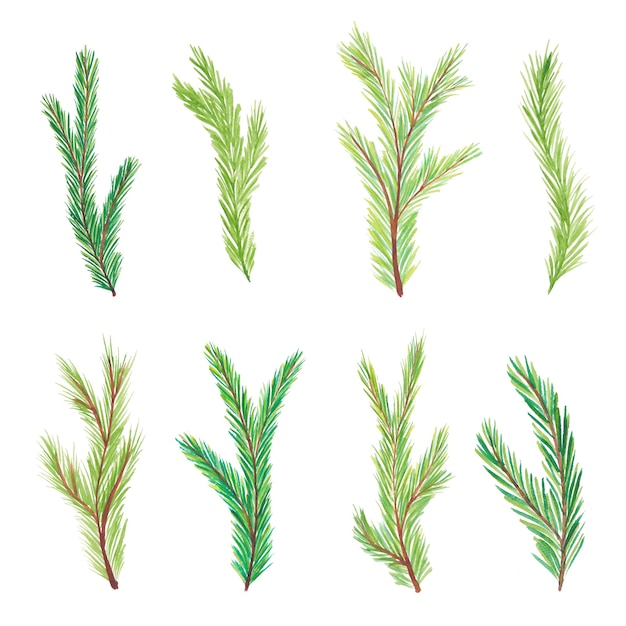 Watercolor fir branches. tree branches. Hand drawn watercolor fir branches isolated