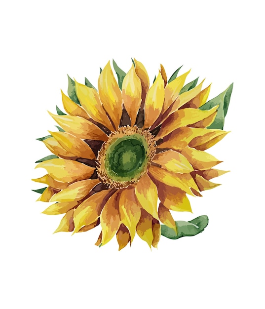 Watercolor floral arrangements with beautiful sunflowers Watercolor sunflowers floral bouquet