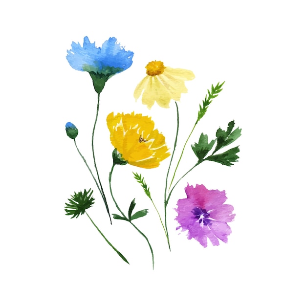 Watercolor floral bouquet Wildflowers Vector illustration