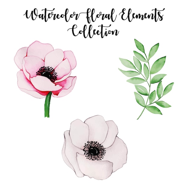 Watercolor Floral Elements Collection