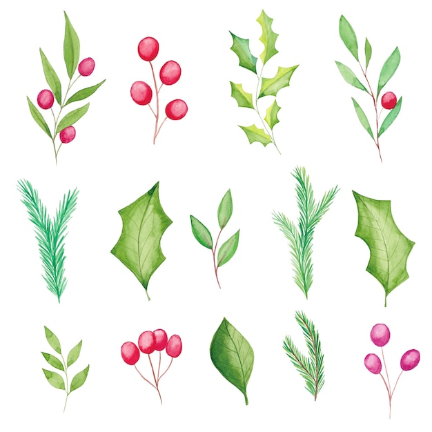 Vector watercolor floral elements, poinsettia flowers, berries, leaves, fir tree branches