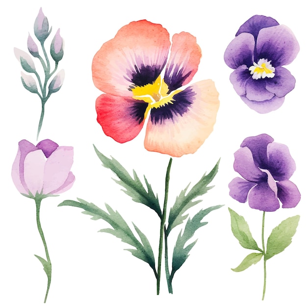 watercolor floral Viola cornuta elements