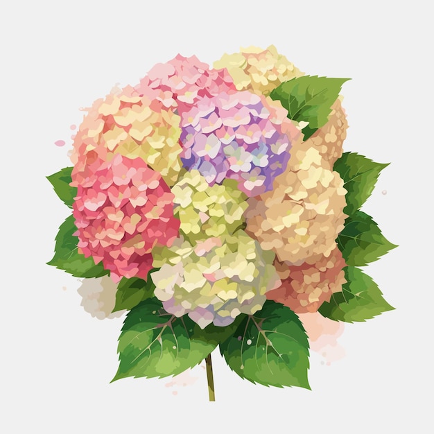 Watercolor flower bouquet hortensia vector illustration