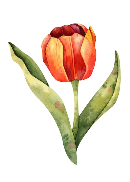 Watercolor flower set green leaves and red tulips on white background