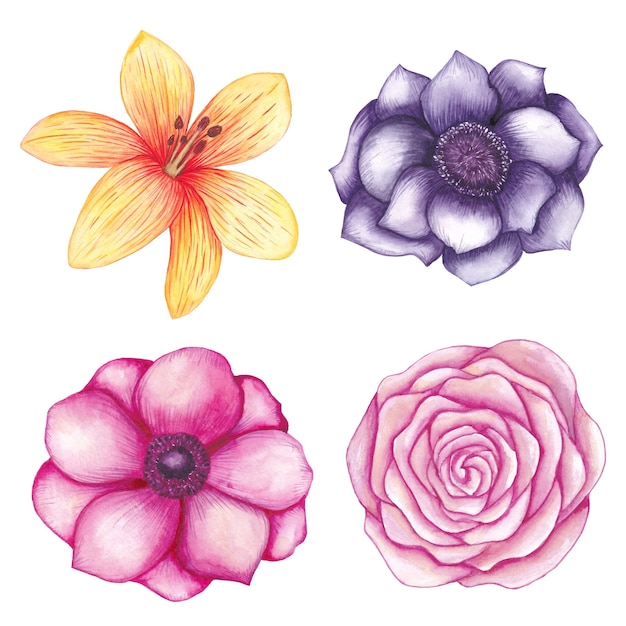 Watercolor Flowers collection, rose, magnolia, bud, lily