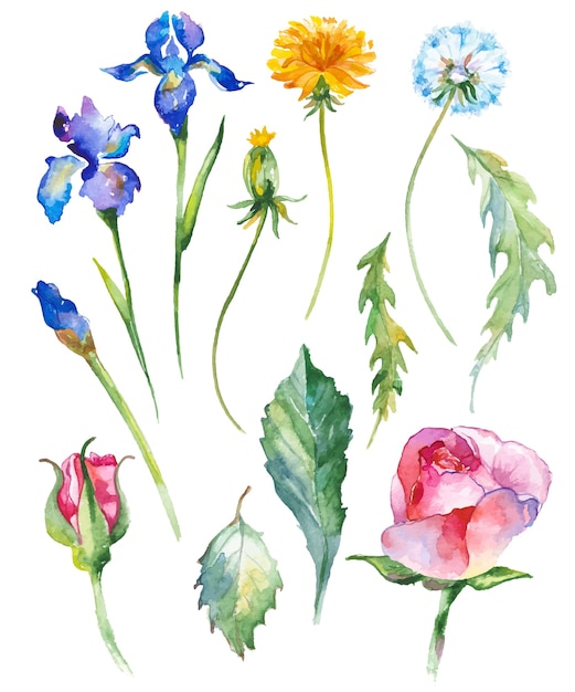 Watercolor flowers illustration